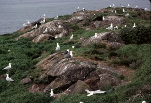 The vegetation of Craigleith in 1977. Click for a larger picture