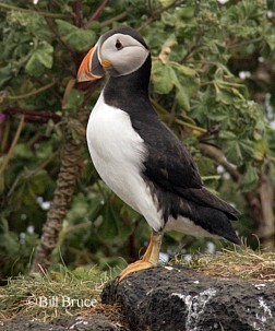 Puffin and Tree Mallow