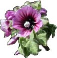 Tree Mallow